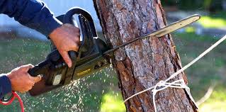 Best Storm Damage Tree Cleanup  in Columbus, NM