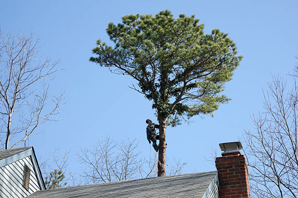 Best Commercial Tree Services  in Columbus, NM