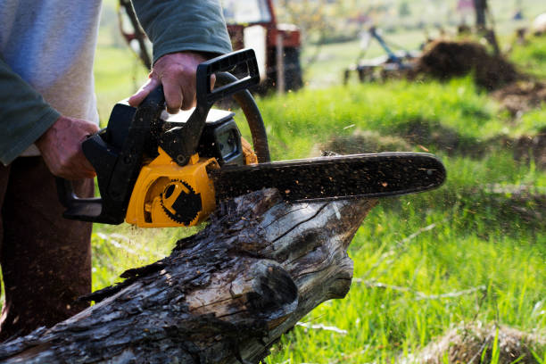 How Our Tree Care Process Works  in  Columbus, NM