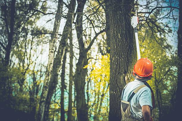 Best Tree Mulching  in Columbus, NM