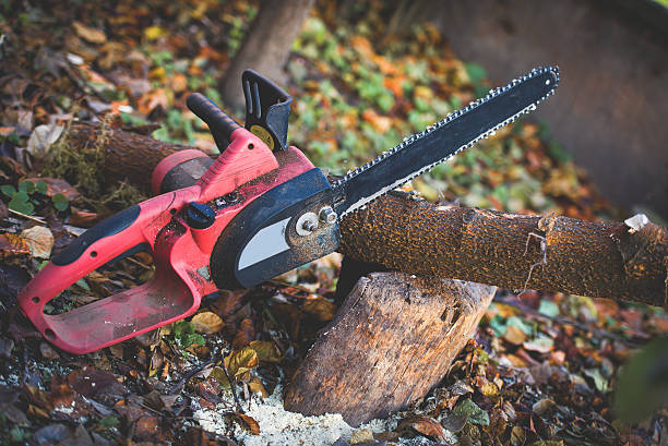 Reliable Columbus, NM Tree Care Solutions