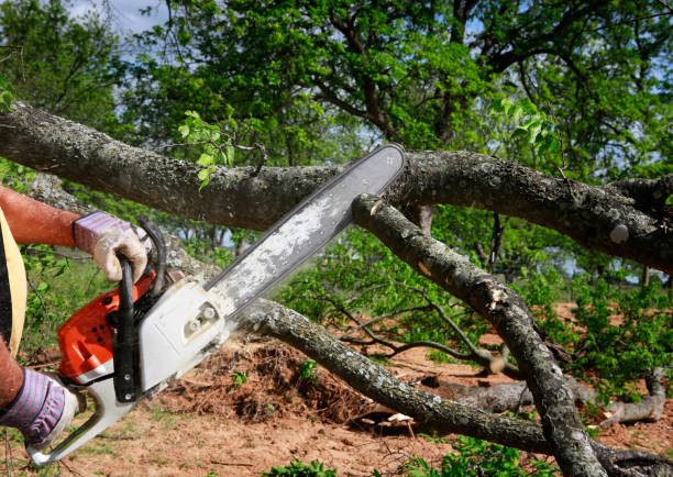 Best Arborist Consultation Services  in Columbus, NM
